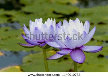 Beautiful lotus flower or Water lily on water.