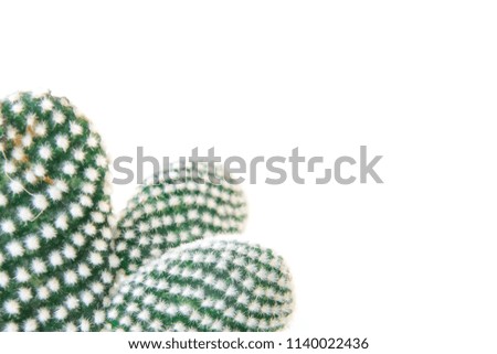 Close up cactus isolated on white background. Minimal style for cactus trendy. Natural design concept.
