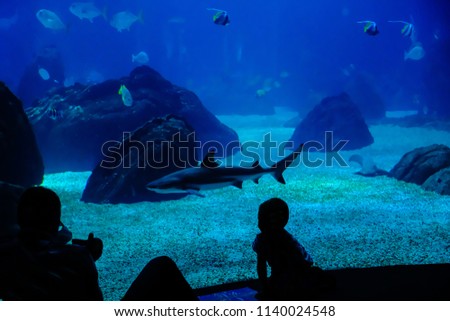 Dark silhouettes of man and boy watching sharks and small fish in the Lisbon Oceanarium, Portugal; man is taking photos