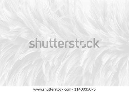 Beautiful white feather pattern texture background for Decorative design , wallpaper and other