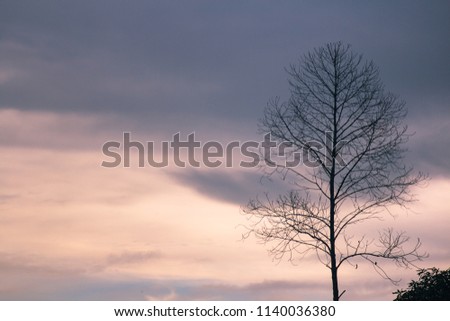 Tree without leaves with evening sky in background with copy space on right of picture