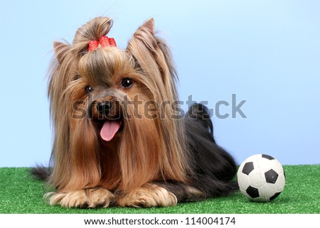 Beautiful yorkshire terrier with football on grass on colorful background