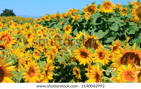 Field of sunflowers in California