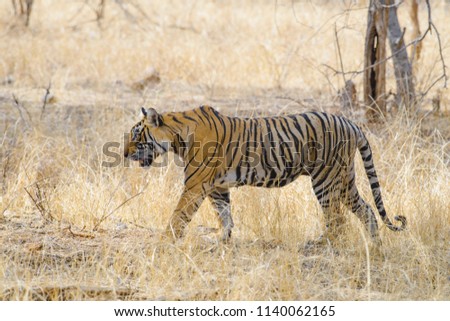 A sub adult female cub of the tigress noor 