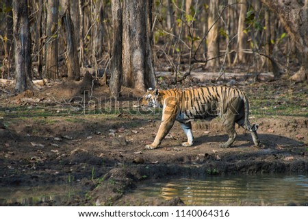 A tigress walking away after having some water 