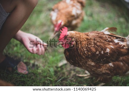 the chicken bites the seeds in the village on the green grasss. child's hand Royalty-Free Stock Photo #1140069425