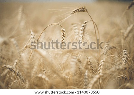 spike of golden wheat in the field. yellow ripened grains Royalty-Free Stock Photo #1140073550