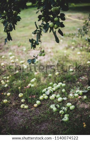 apples fallen in a tree. apple tree branch, green grass Royalty-Free Stock Photo #1140074522