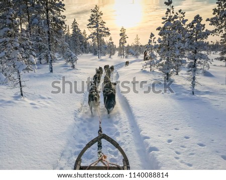 sunset mushing with the team Royalty-Free Stock Photo #1140088814