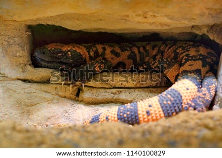 Gila monster, Heloderma suspectum, venomous lizard from USA and Mexiko hidden in rock cave. Sunny day in stone and sand desert. Danger poison reptile in nature habitat. Royalty-Free Stock Photo #1140100829