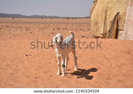 Goat in Sahara desert of Sudan