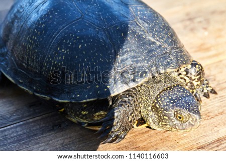 Small turtle in grass outdoor. Nature background