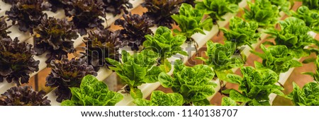 Fresh lettuce leaves, close up.,Butterhead Lettuce salad plant, hydroponic vegetable leaves. Organic food ,agriculture and hydroponic conccept. BANNER long format Royalty-Free Stock Photo #1140138707