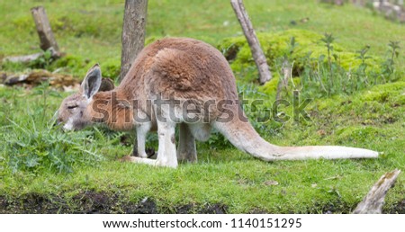 Kangaroo outside during the day time - Enjoying the fresh grass