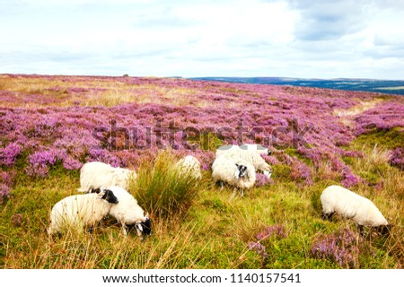  Peak District National Park. England, UK. Sheep grazing surrounded by blooming purple heather.