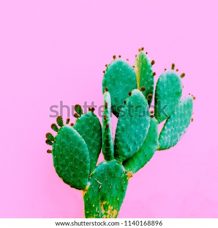 Cactus minimal design. Plants on pink concept