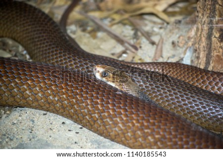 Big Brown snake Royalty-Free Stock Photo #1140185543