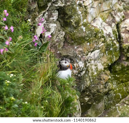 Puffin sitting alone among the flowers and grass on a cliff edge