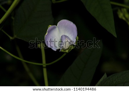 purple color flower of winged bean - winged pea (Psophocarpus tetragonolobus) plant seen in a home garden in sri lanka
