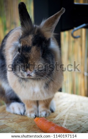 cute brown bunny eating a carrot