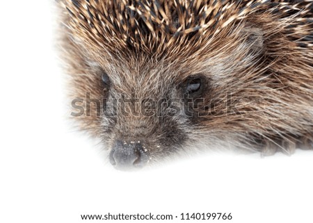 Portrait of a hedgehog on a white background