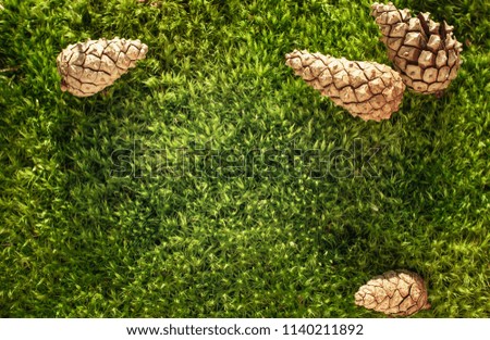 pine cones against the background of green soft moss. Nice picture . background for a Christmas greeting card.