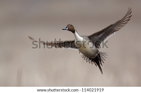 Northern Pintail Drake in flight against a natural background; duck hunting / wingshooting; Klamath Falls Wildlife Refuge, on the California / Oregon border
