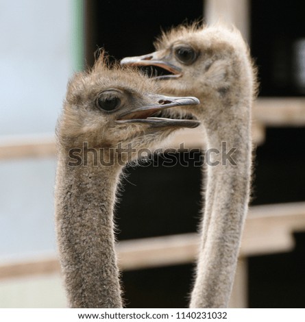 African ostrich funny face