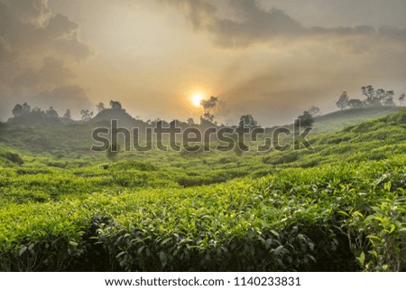 Tea garden landscape at Bandung West Java Indonesia. Tea plantation awesome view of nature environment