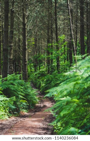 Forest plants. Jungle with trees and leafs