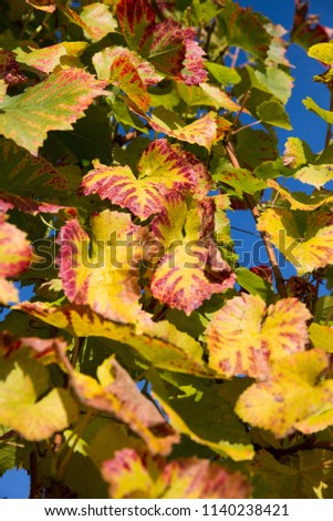 Yellow, Green and Red Vine Leaves with Blue Sky