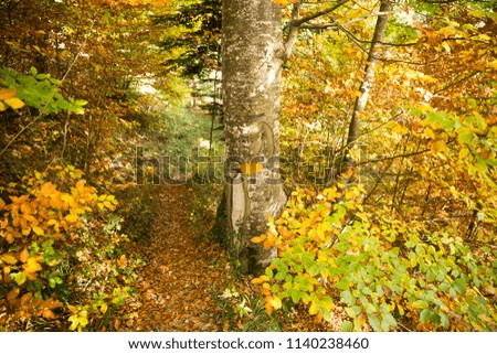 Yellow Path Sign Hand Painted on a Tree in Golden Foliage Forest