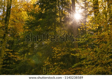 Sun Shining Through Forest Trees Foliage in Summer