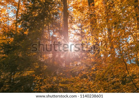 Sun Shining Through Forest Trees Foliage in Autumn