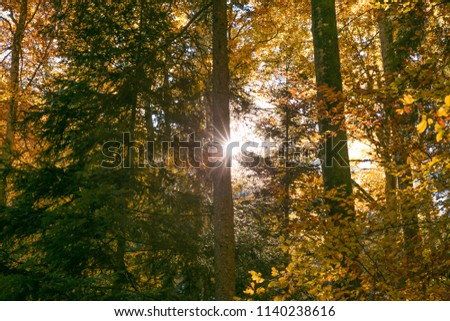 Sun Shining Through Forest Trees Foliage in Autumn