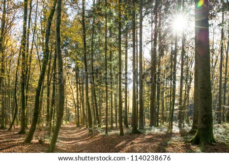 Sun Shining Through Swiss Forest Trees on a Sunny Spring Day