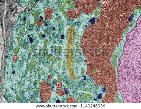 False colour transmission electron microscope (TEM). Neuron cell body: nucleus (magenta), mitochondria (green), lysosomes (dark blue), multivesicular bodies (red), RER (brown) and Golgi (yellow). Royalty-Free Stock Photo #1140248036