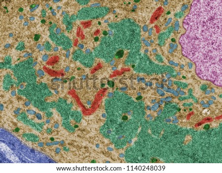 False colour transmission electron microscope. Neuron cell body: nucleus (magenta), mitochondria (blue), lysosomes (dark green), RER (light green) and Golgi (red). Glial cell envelope (blue). Royalty-Free Stock Photo #1140248039