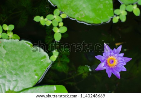 purple lotus flower with green plant, top view