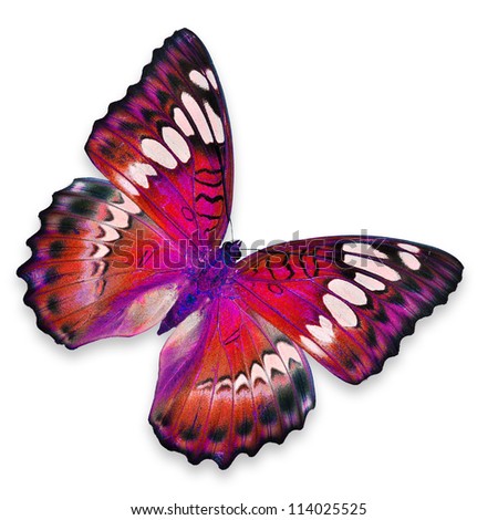 Red Butterfly flying Royalty-Free Stock Photo #114025525