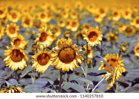 Beautiful sunflower blossoms on blue sky background
