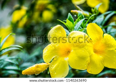 Yellow flowers, foliage, green background, blurred