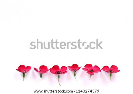 six red flowers on a white background / flowering row