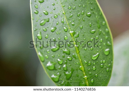 Macro green leaves wet from a summer rain 