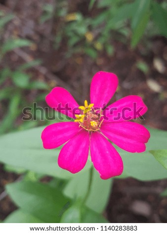 red and pink and white zinnia flower