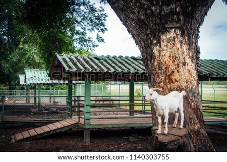 White goat standing on a tree stump at Zoo in the military camp Surasia in Kanchanaburi, Thailand.