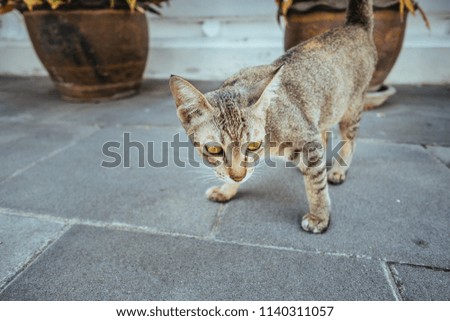 The cat in temple