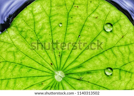 Green lotus with droplets in nature.copy space.