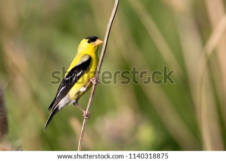 An American goldfinch perched on a plant in a trail in Mississauga, Canada