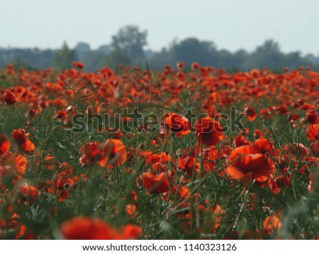 Red sea of poppies